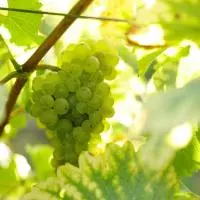 Chenin 